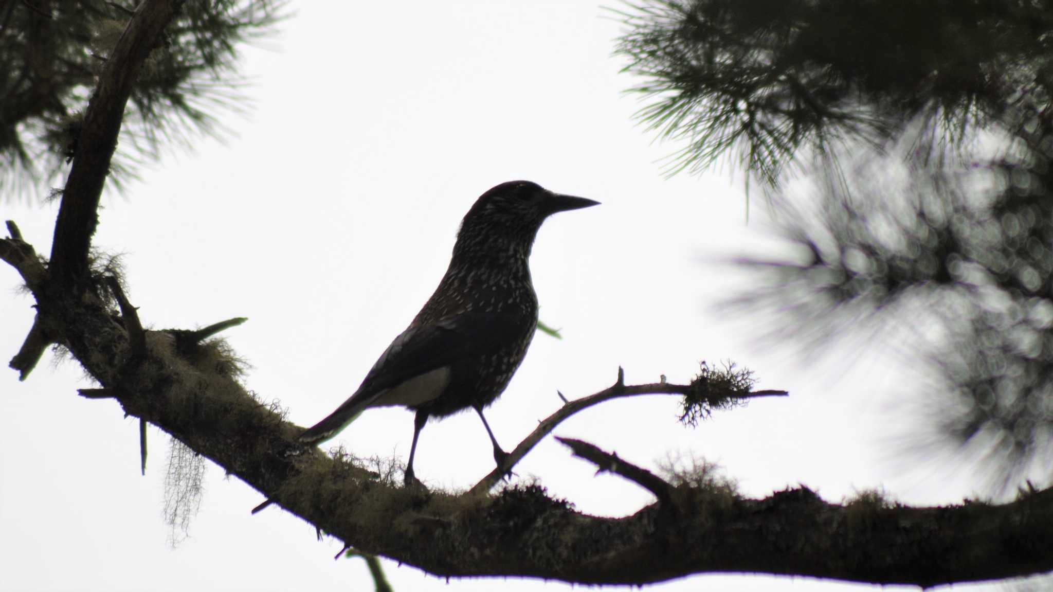 Photo of Spotted Nutcracker at 佐久広域(南佐久) by ao1000