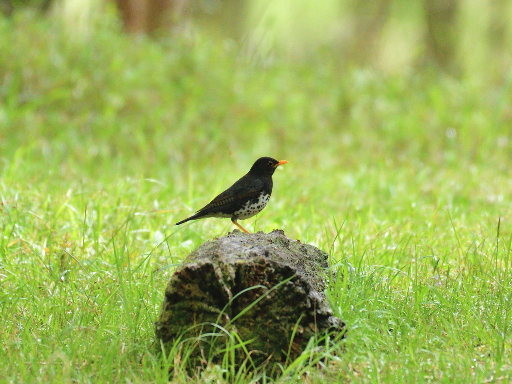 Japanese Thrush