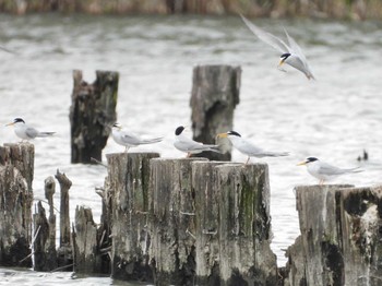 2022年5月15日(日) 伊佐沼の野鳥観察記録