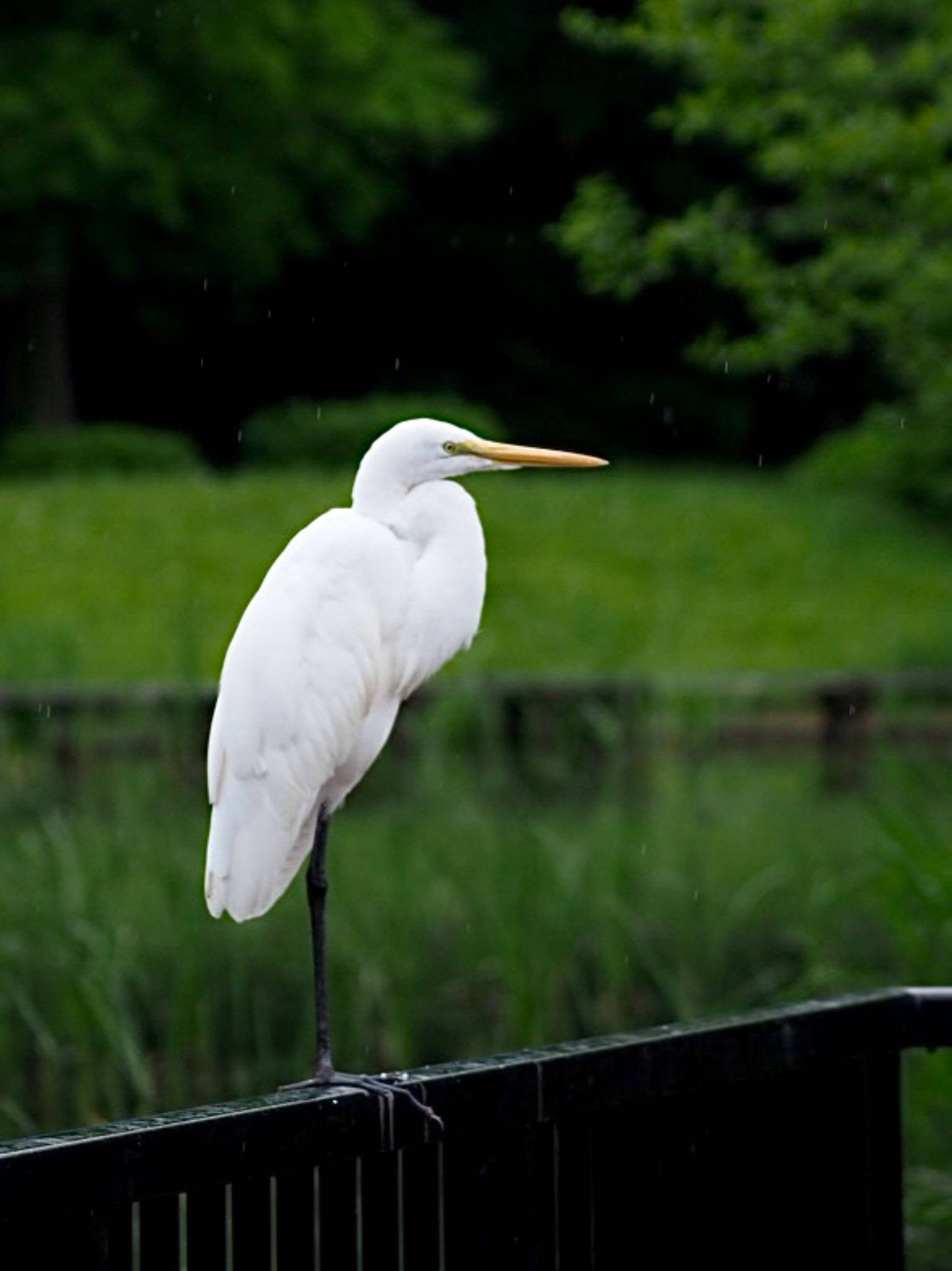 水元公園 ダイサギの写真 by 鳩麦玄米