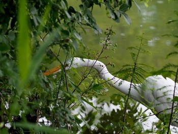 ダイサギ 水元公園 2022年5月17日(火)