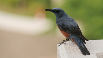 2022年5月17日(火) 大阪府の野鳥観察記録