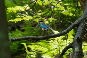 ヤイロチョウ 場所が不明 2017年7月8日(土)