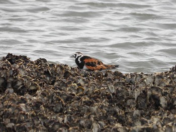 2022年5月8日(日) 葛西臨海公園の野鳥観察記録