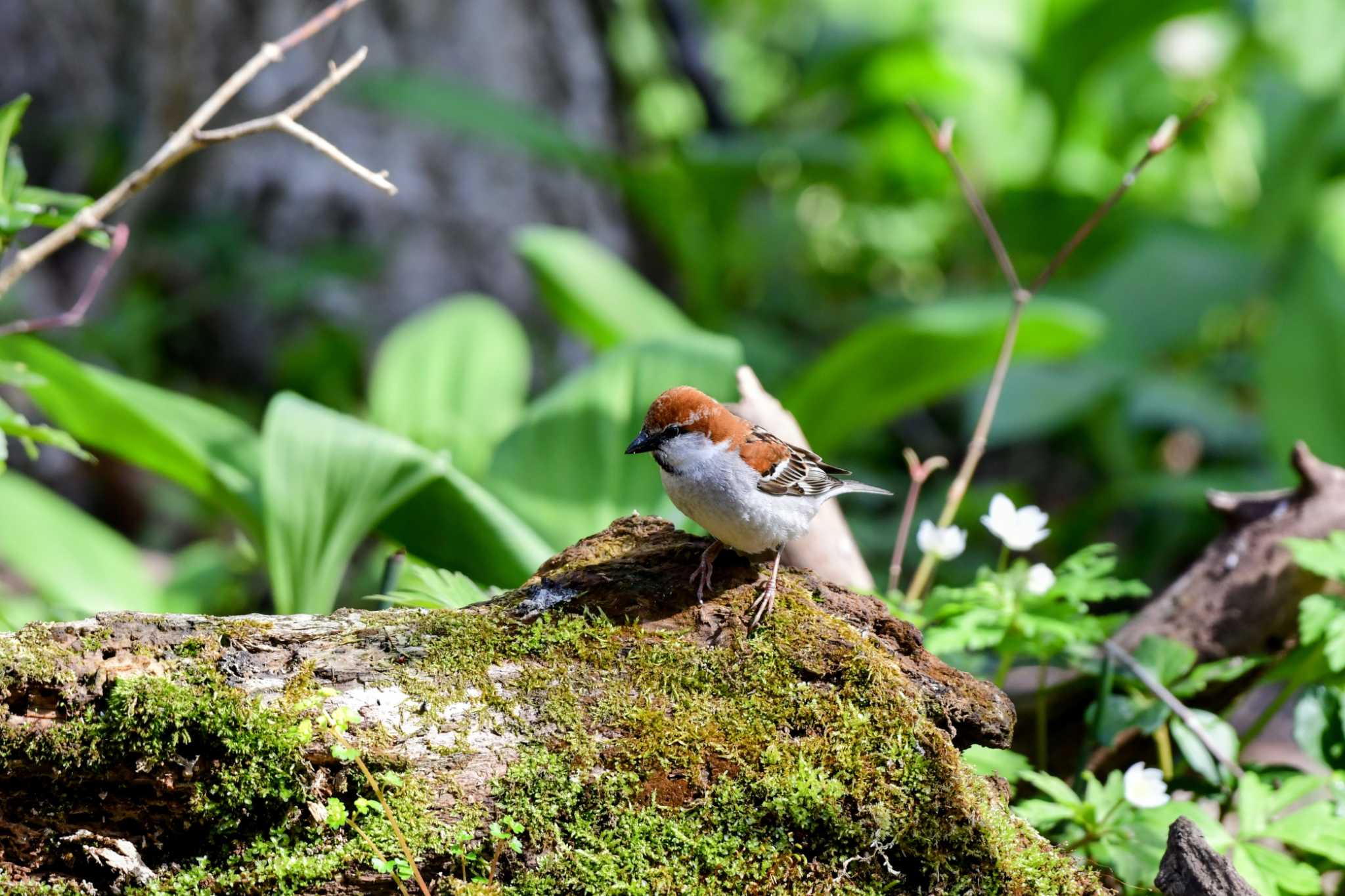 Photo of Russet Sparrow at 千歳市 by ありちゃん