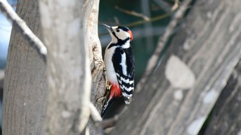 Great Spotted Woodpecker 札幌市 Thu, 5/5/2022
