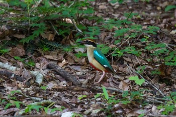 ヤイロチョウ 場所が不明 2017年7月8日(土)