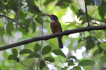 Green-backed Kingfisher