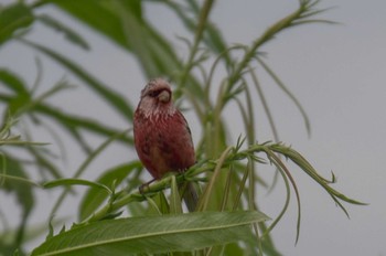 ベニマシコ 茨戸川緑地 2021年6月25日(金)