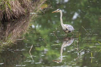 アオサギ 百合ガ原公園 2021年6月25日(金)