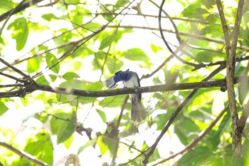 クロエリヒタキ ケーン・クラチャン国立公園 2017年11月25日(土)