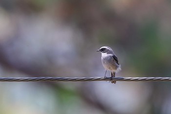 Grey Bush Chat Doi Angkhang View Point Wed, 3/22/2017