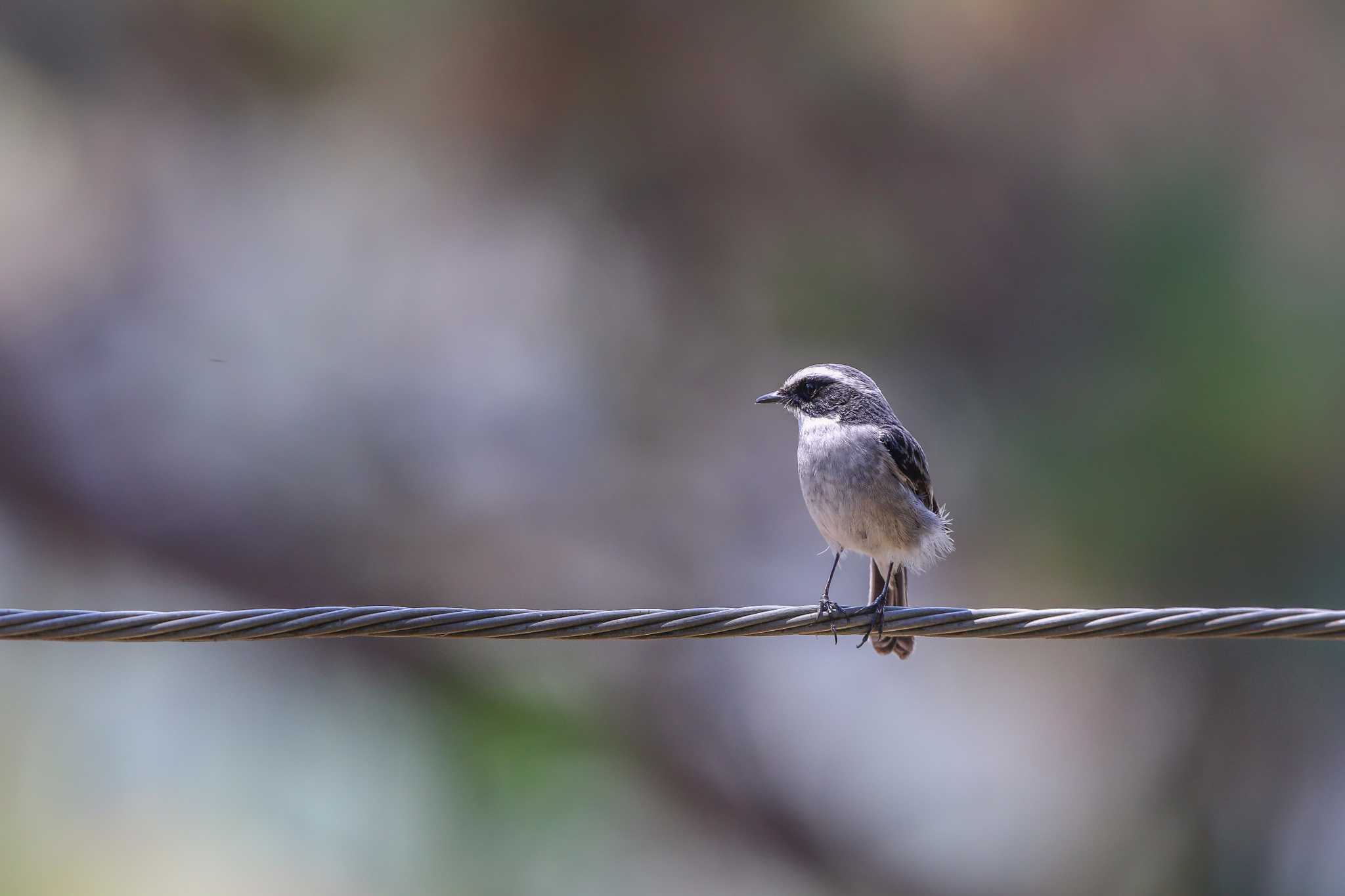 Grey Bush Chat