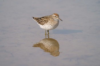 Sharp-tailed Sandpiper Nabeta Reclaimed land Sat, 4/23/2022