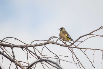 カワラヒワ 明石公園 2017年12月12日(火)