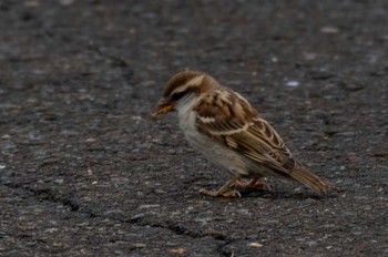 ニュウナイスズメ 茨戸川緑地 2021年7月6日(火)