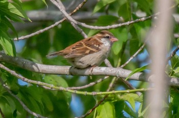 House Sparrow 茨戸川緑地 Fri, 7/9/2021