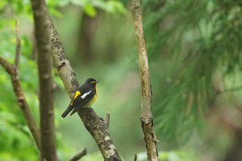 キビタキ 陣馬山 2022年5月2日(月)