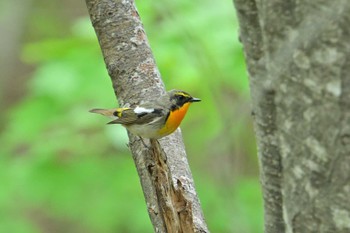 キビタキ 旭山記念公園 2022年5月14日(土)