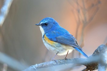 Red-flanked Bluetail Unknown Spots Sun, 12/17/2017