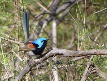 ムナグロオーストラリアムシクイ Harold Reid Reserve, Middle Cove, NSW, Australia 2021年8月17日(火)