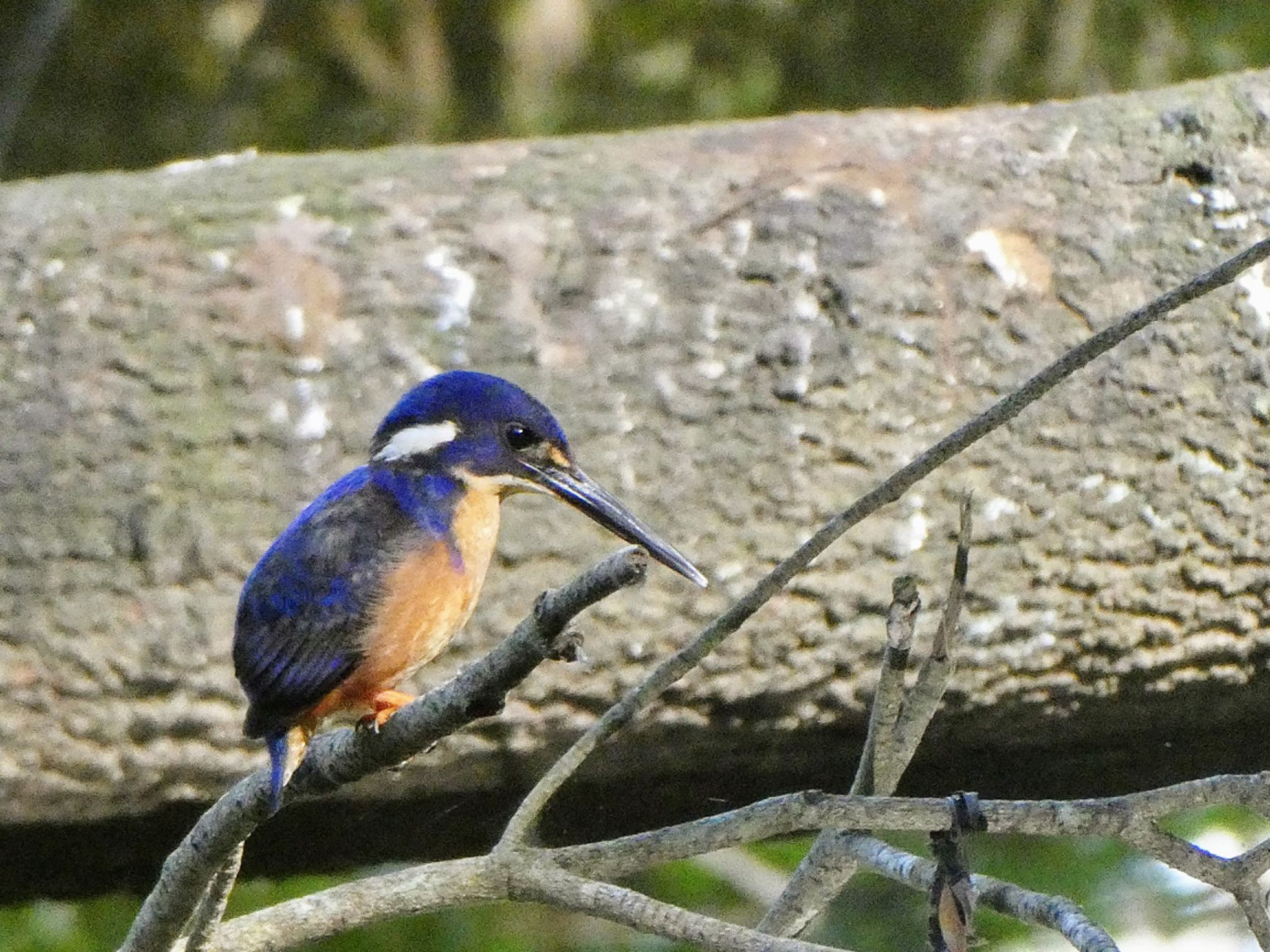 Field of Mars Reserve, East Ryde, NSW, Australia ルリミツユビカワセミの写真 by Maki