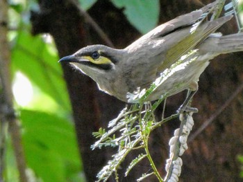 Yellow-faced Honeyeater Mowbray Park, Lane Cove North, NSW, Australia Tue, 8/10/2021