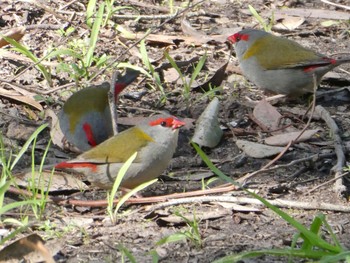 Red-browed Finch Field of Mars Reserve, East Ryde, NSW, Australia Fri, 8/6/2021