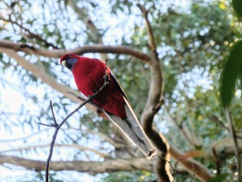 アカクサインコ Field of Mars Reserve, East Ryde, NSW, Australia 2021年8月6日(金)