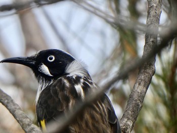 New Holland Honeyeater Manly Dam, NSW, Australia Sun, 8/1/2021