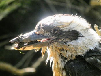 Laughing Kookaburra Field of Mars Reserve, East Ryde, NSW, Australia Fri, 8/6/2021