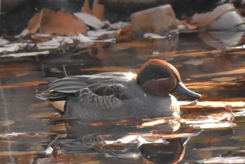 コガモ 小宮公園(八王子) 2017年12月16日(土)