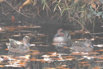 コガモ 小宮公園(八王子) 2017年12月16日(土)