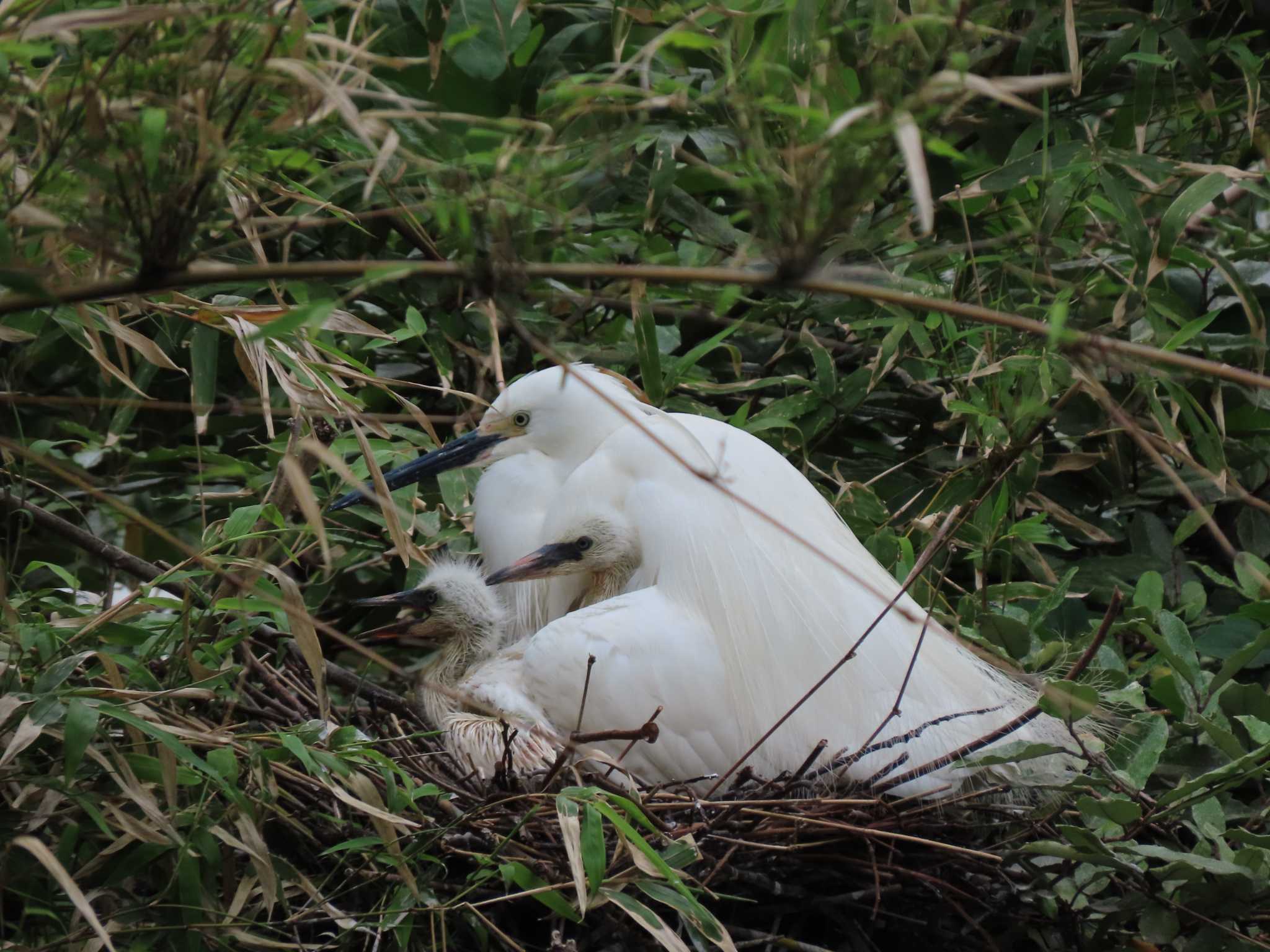 Little Egret