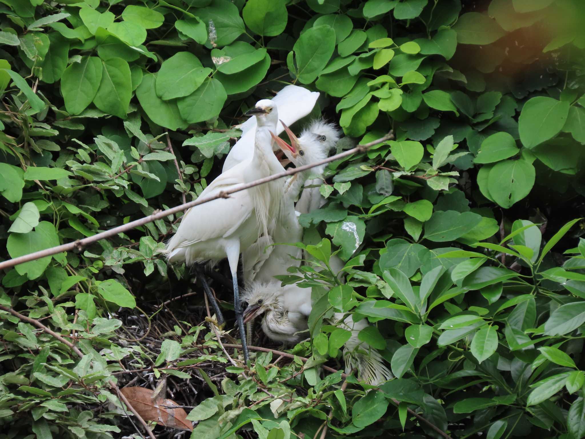 Little Egret