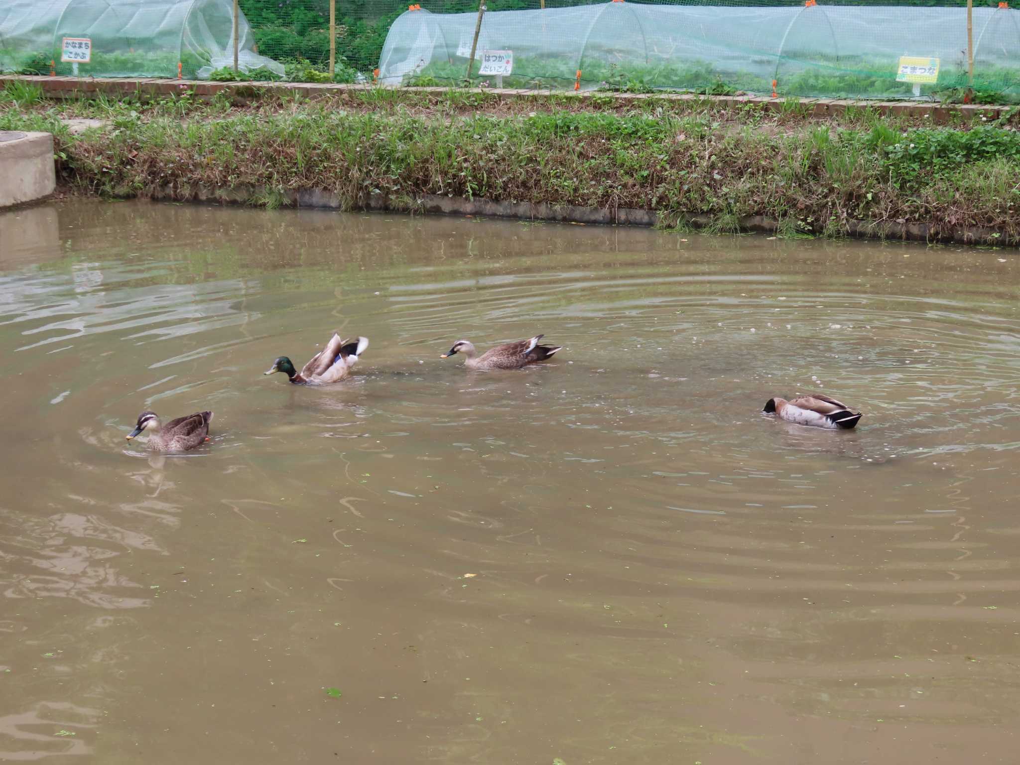 Eastern Spot-billed Duck