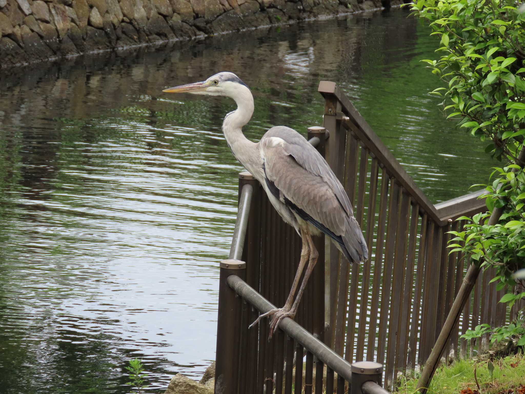 横十間川親水公園(東京都江東区) アオサギの写真 by のぐち