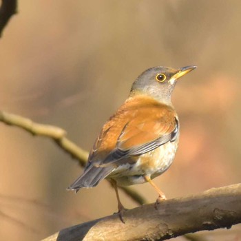 Pale Thrush Komiya Park Sat, 12/16/2017