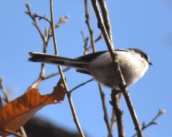 Long-tailed Tit Komiya Park Sat, 12/16/2017