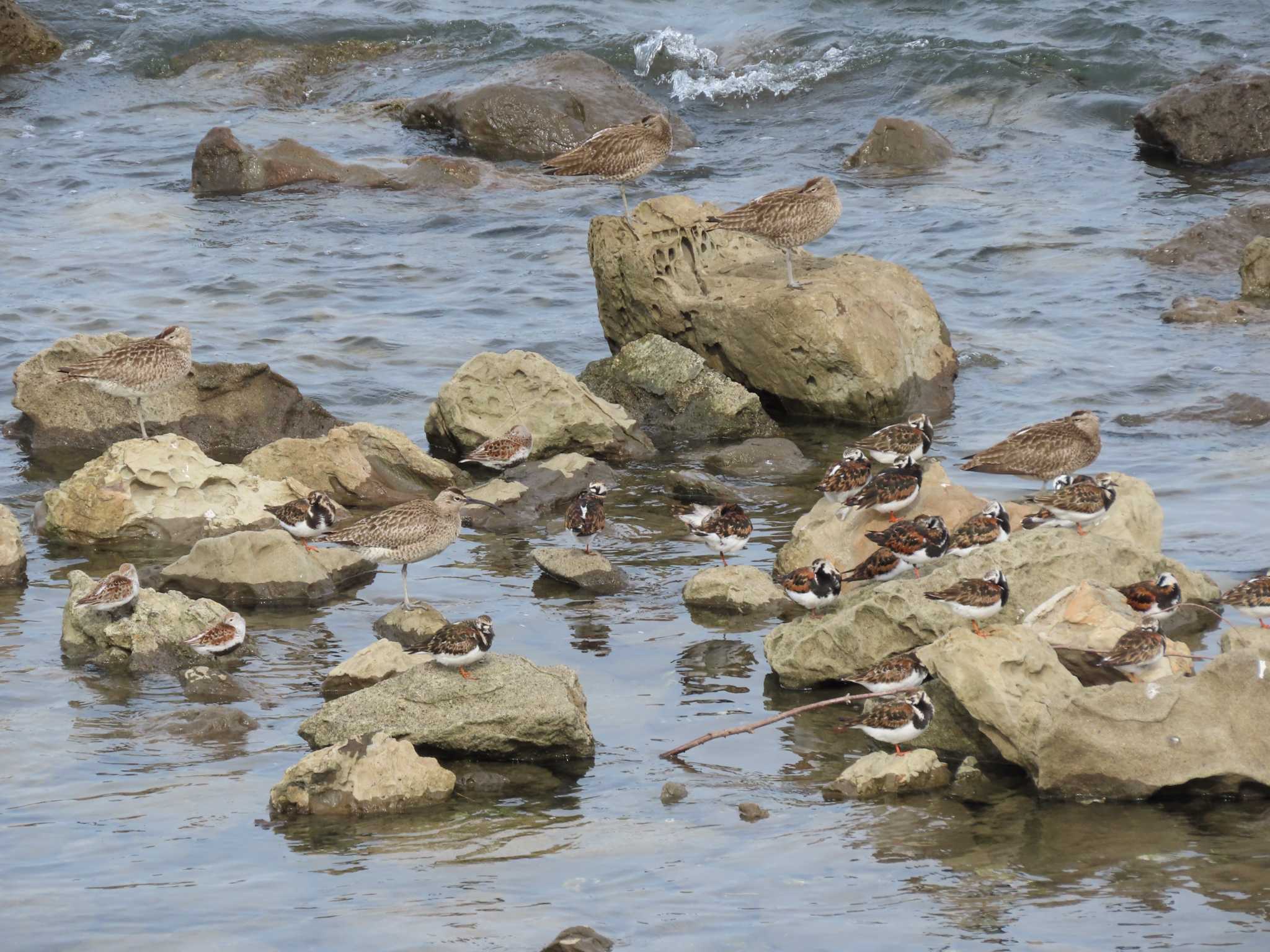 Photo of Eurasian Whimbrel at 新木場緑道公園(東京都江東区) by のぐち