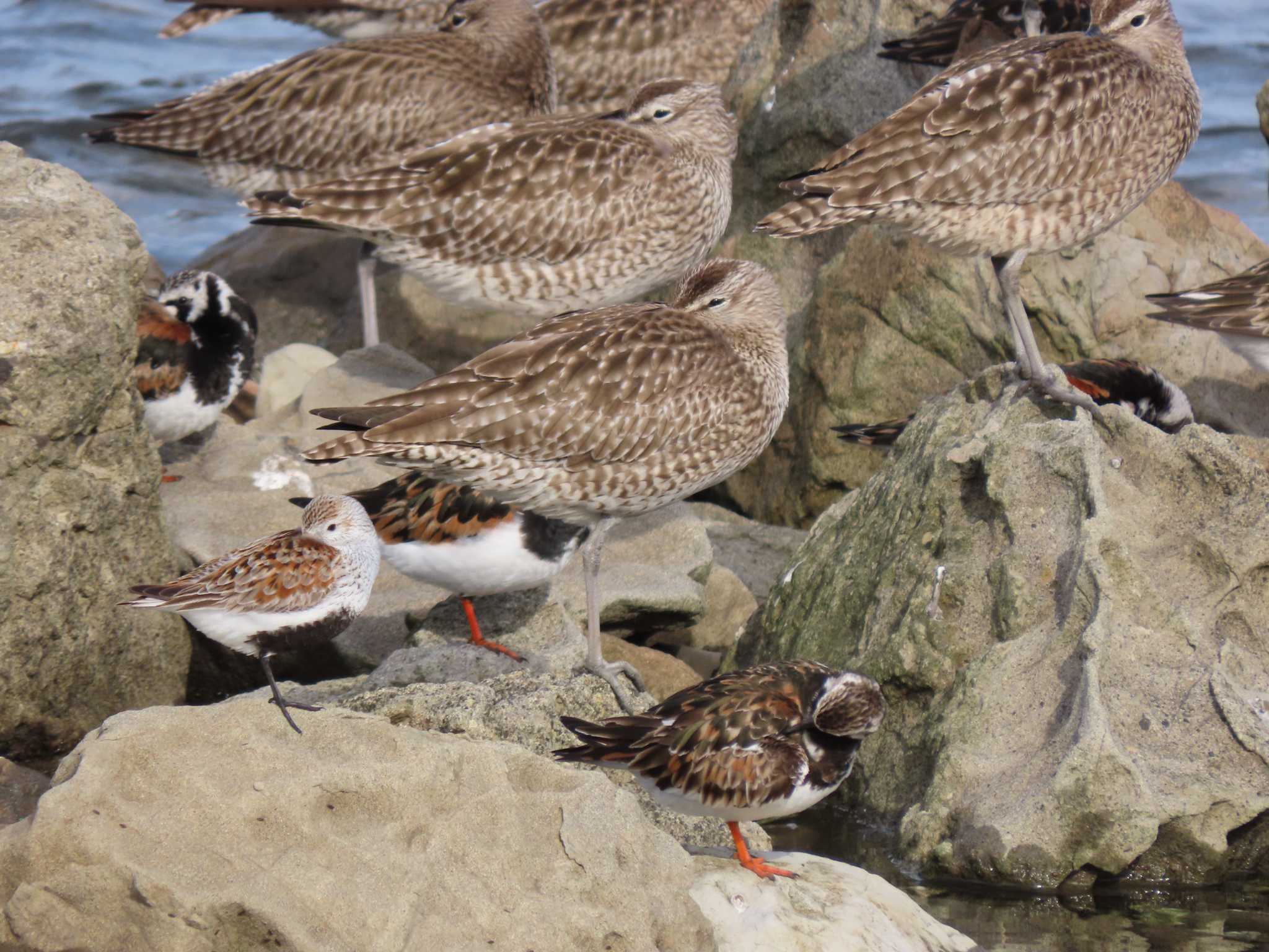 Photo of Eurasian Whimbrel at 新木場緑道公園(東京都江東区) by のぐち