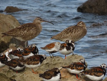 2022年5月14日(土) 新木場緑道公園(東京都江東区)の野鳥観察記録