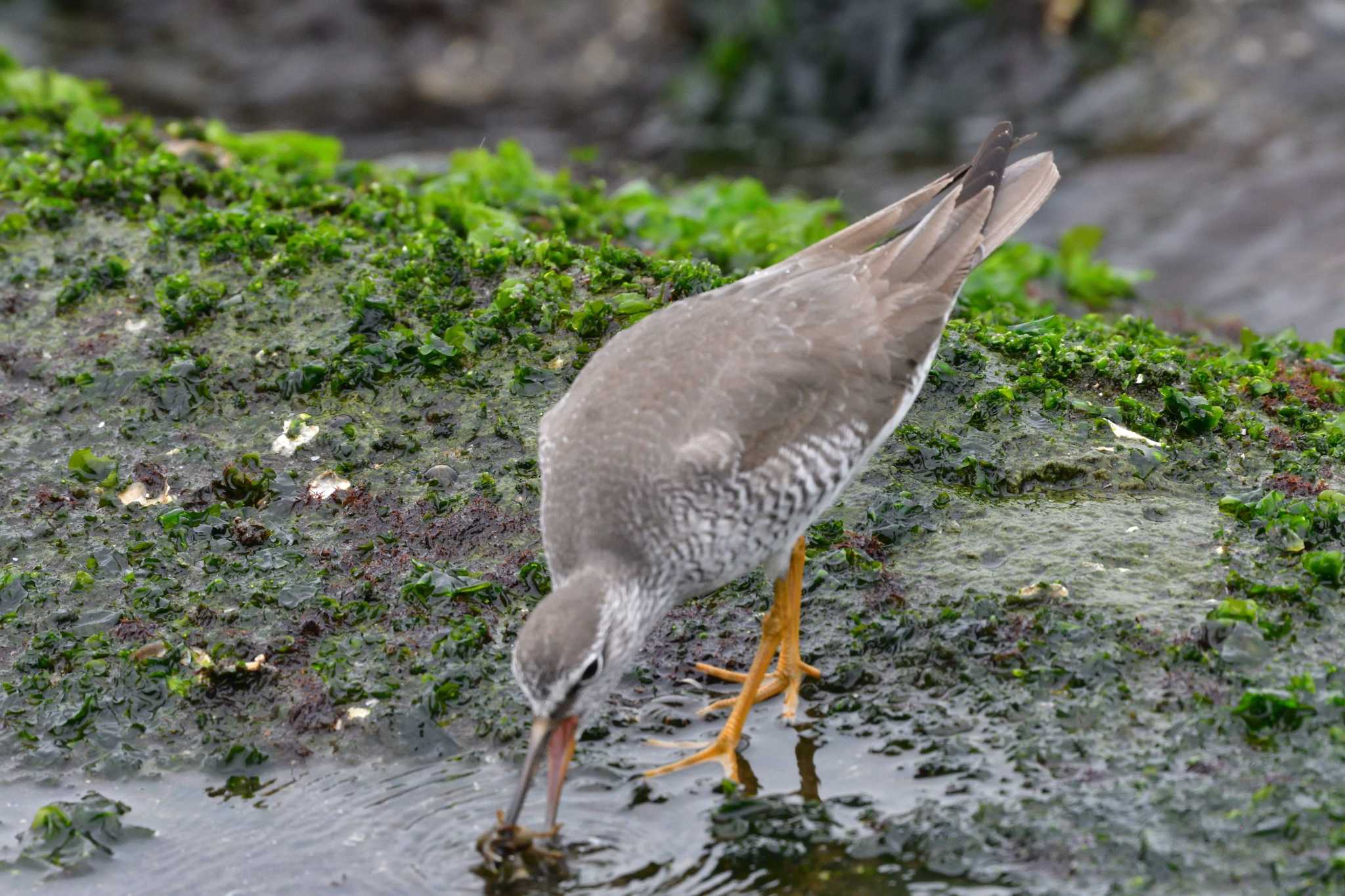 Photo of Grey-tailed Tattler at 日の出三番瀬沿い緑道 by やなさん