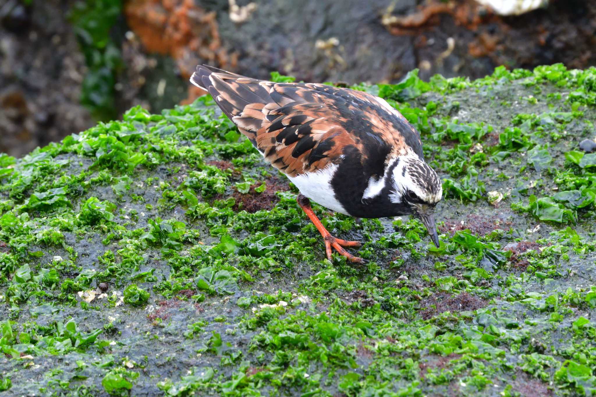 Photo of Ruddy Turnstone at 日の出三番瀬沿い緑道 by やなさん