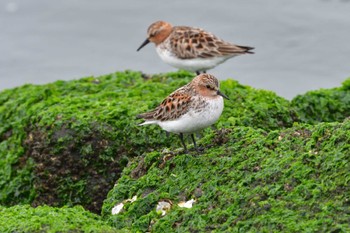 Tue, 5/17/2022 Birding report at 日の出三番瀬沿い緑道