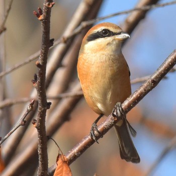 Bull-headed Shrike Komiya Park Sat, 12/16/2017