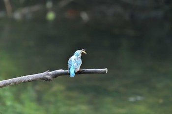 カワセミ 長浜公園 2022年5月18日(水)