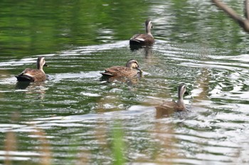 カルガモ 長浜公園 2022年5月18日(水)