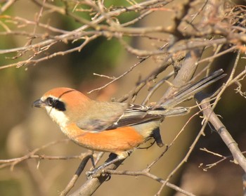 Bull-headed Shrike Komiya Park Sat, 12/16/2017