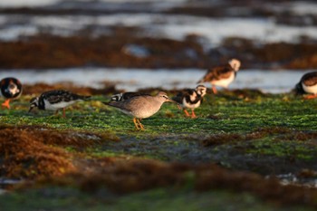 キアシシギ 北海道函館市志海苔町 2022年5月10日(火)